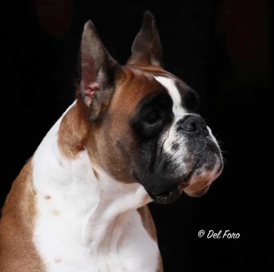 Sabina: cabeza