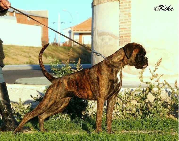 Prada, foto 2 de 40