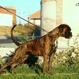 Prada, foto 2 de 40