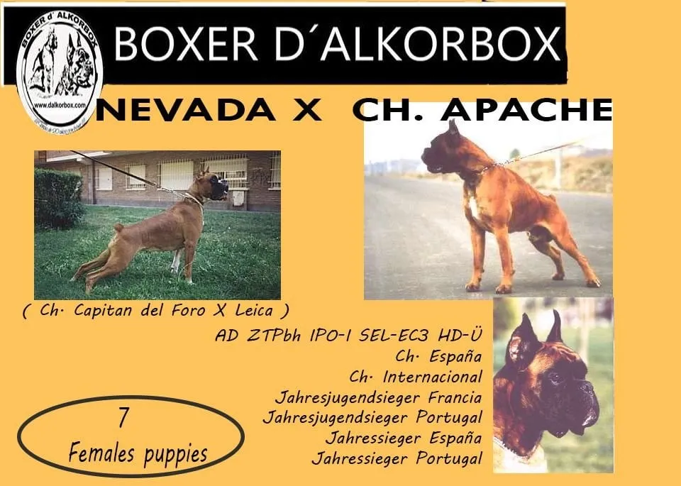 Camada «C» de Boxer d'Alkorbox