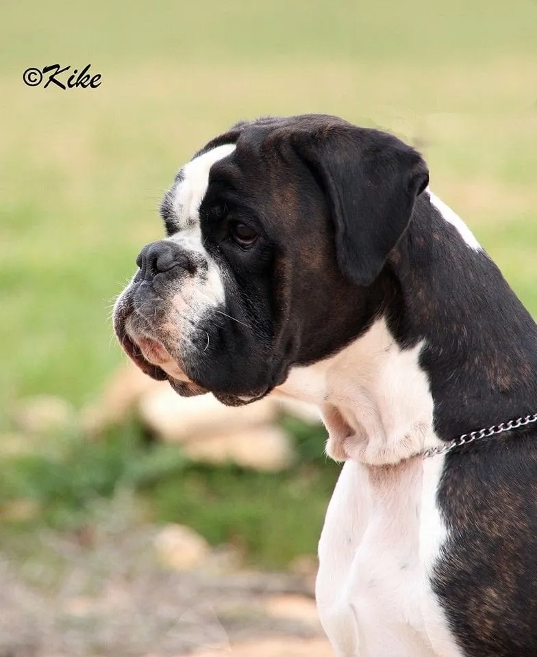 Phoebe d'Alkorbox