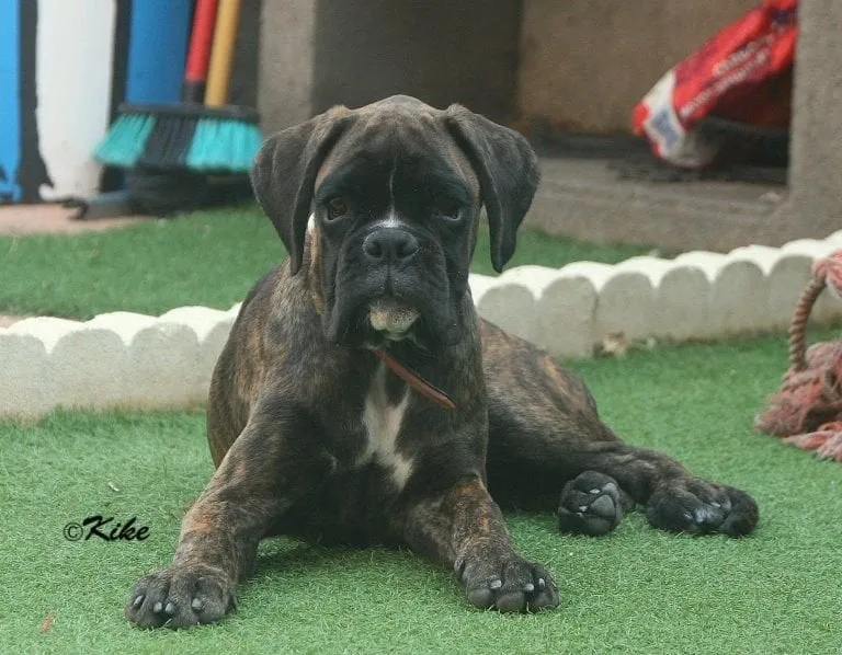 Prada, foto 20 de 40