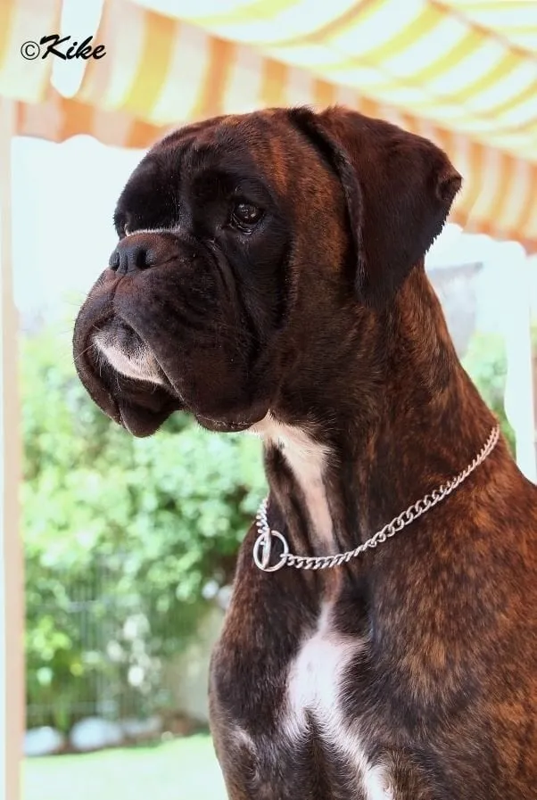 Prada: pradacabeza 1 1
