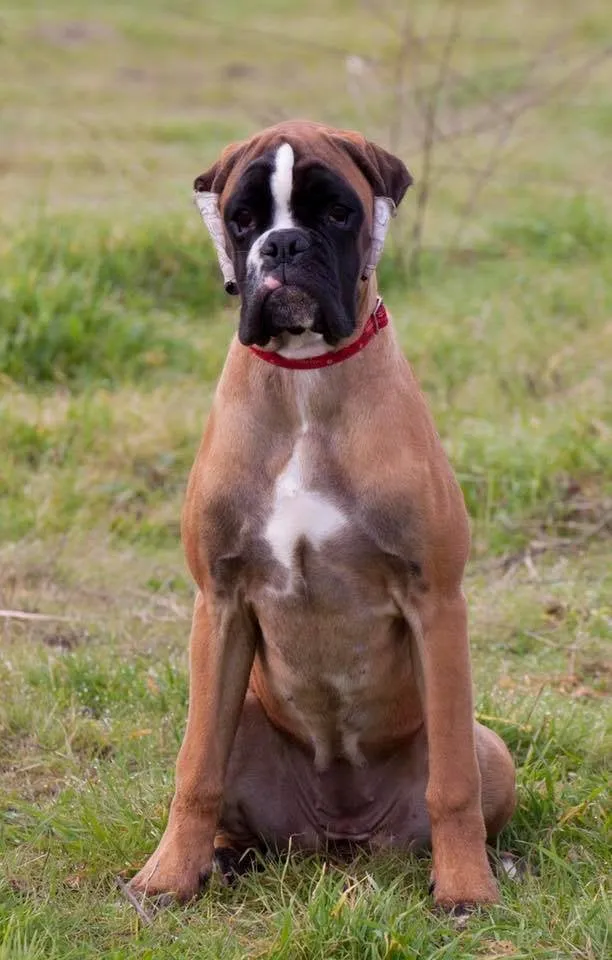 Rita: cachorro