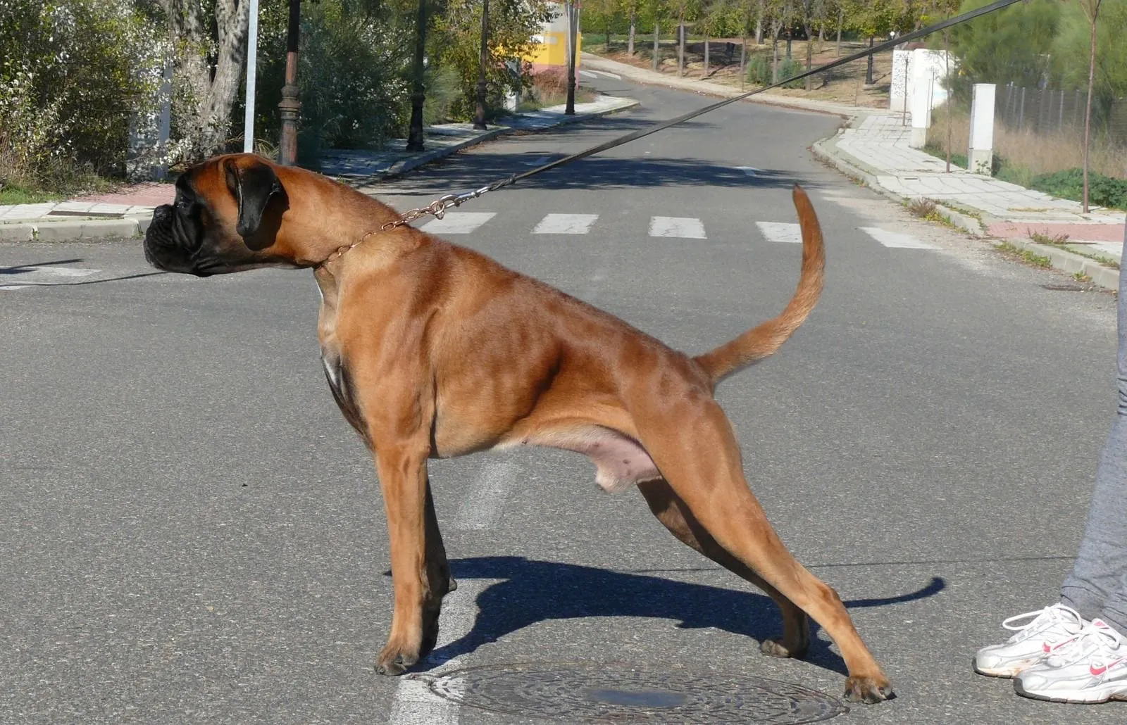 Sancho: 12 meses